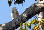 Sumba (Yellow-crested) Cockatoo